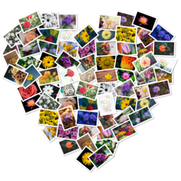 FigrCollage Pro 3.3.7 icon