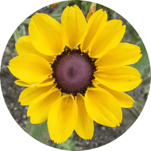 MesaExif 2.4.22 icon